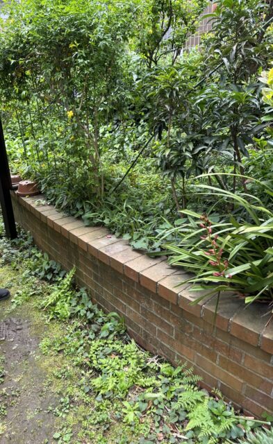 梅雨の晴れ間に…